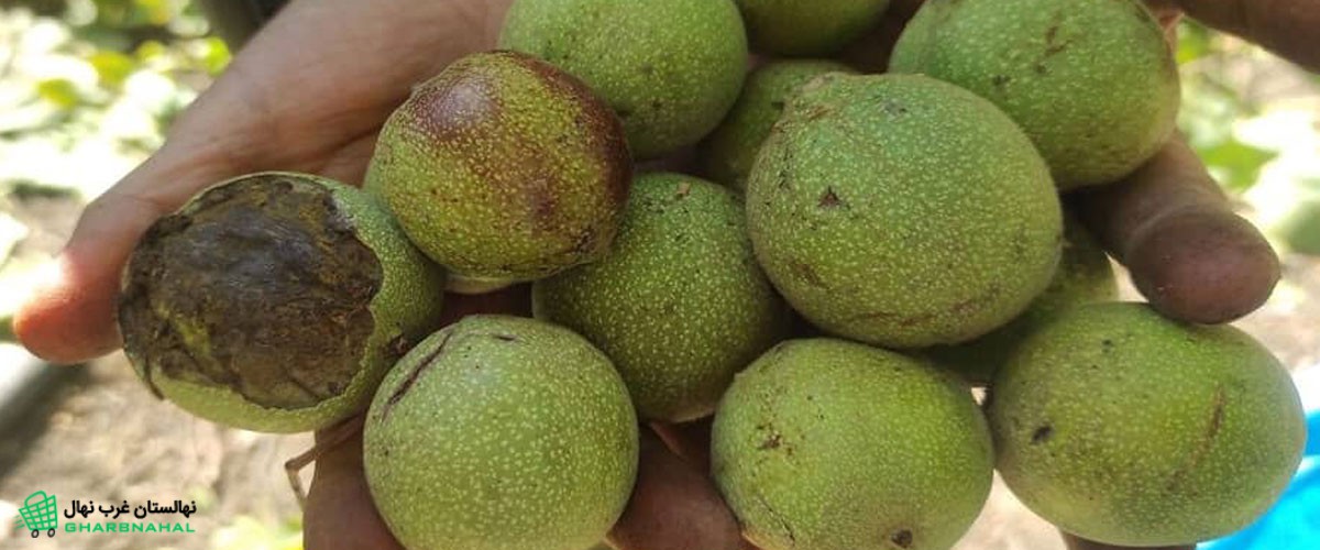 علت سیاه شدن مغز گردو روی درخت چیست؟ (بهترین کود برای سفید شدن مغز گردو)