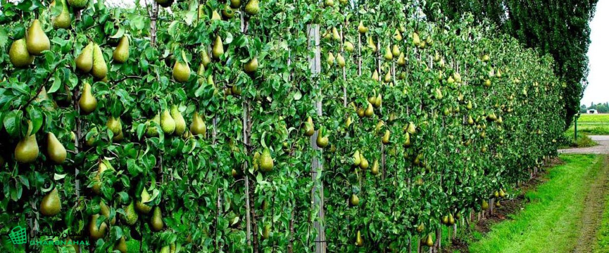 نکات طلایی احداث باغ گلابی