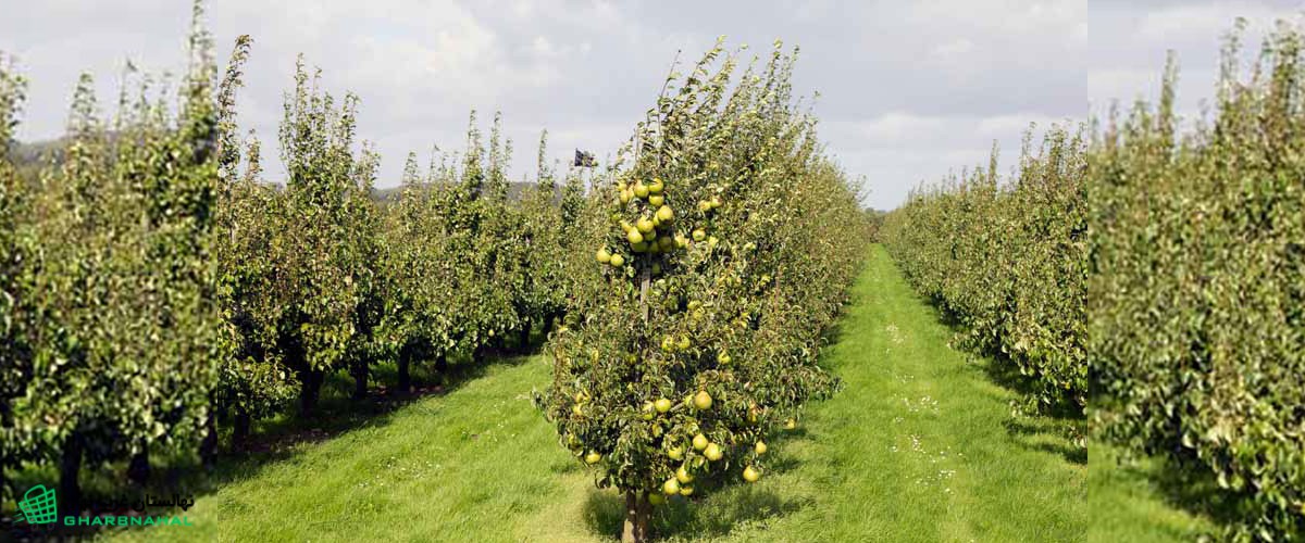نکات طلایی احداث باغ گلابی