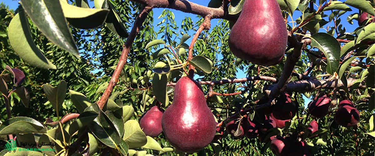 نکات طلایی احداث باغ گلابی