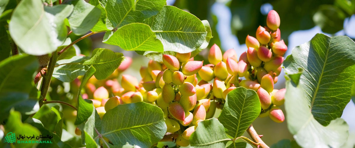 آموزش احداث باغ پسته