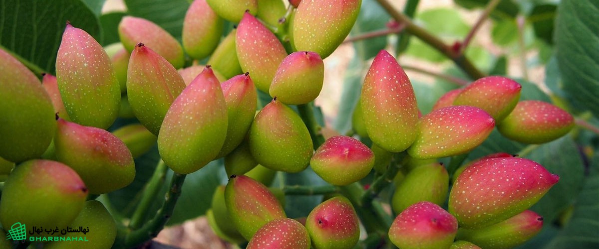 بهترین ارقام پسته
