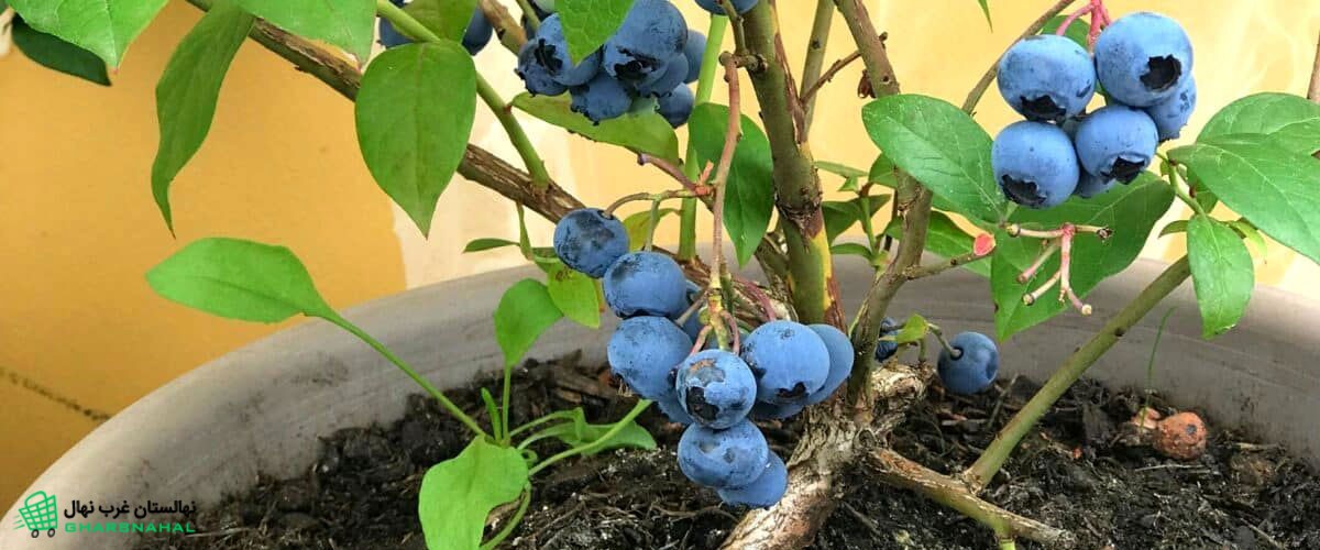 آموزش کاشت نهال بلوبری