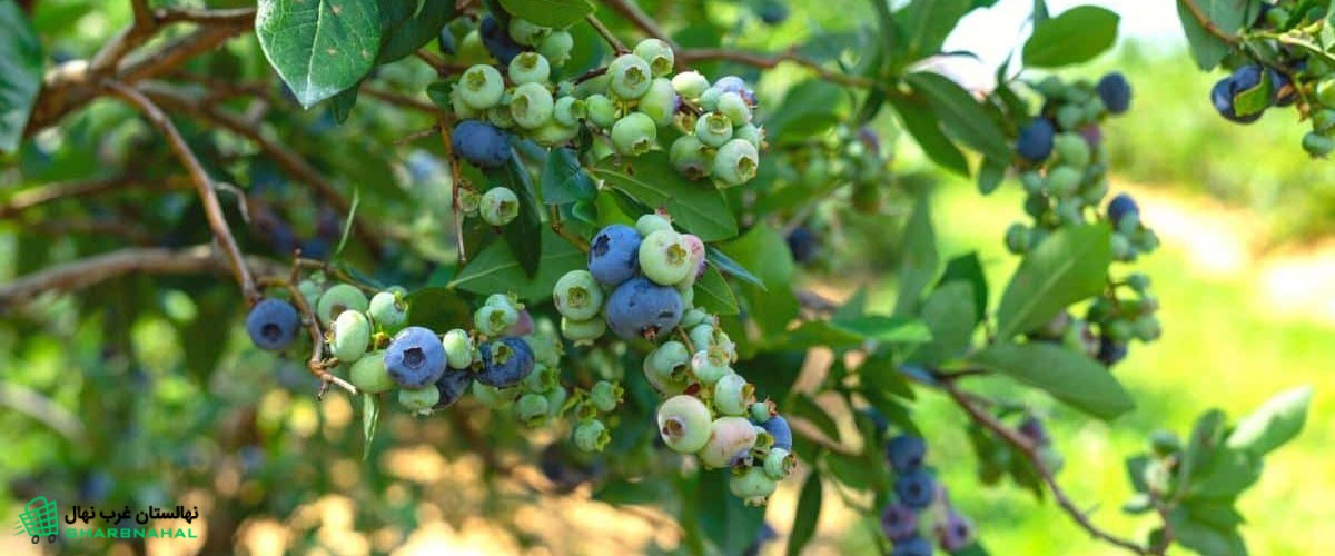 آموزش کاشت نهال بلوبری
