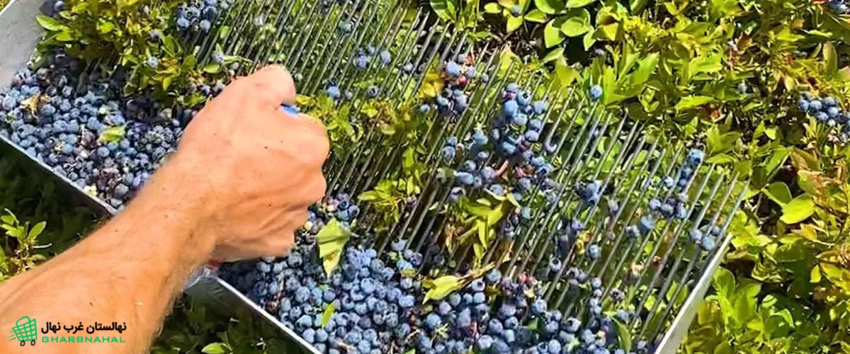 آموزش کاشت نهال بلوبری