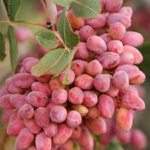 خرید نهال پسته خوشه ای