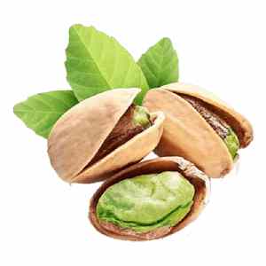 خرید نهال پسته اسرائیلی