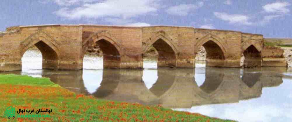 خرید نهال در میاندوآب