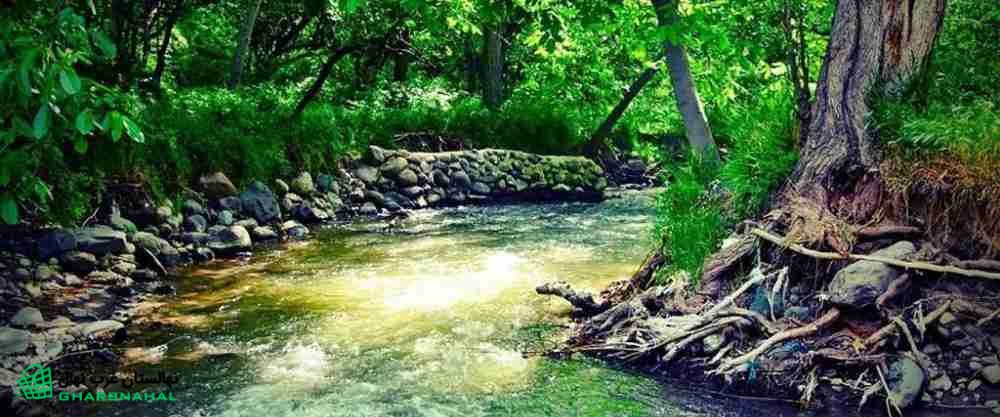 خرید نهال در آذرشهر