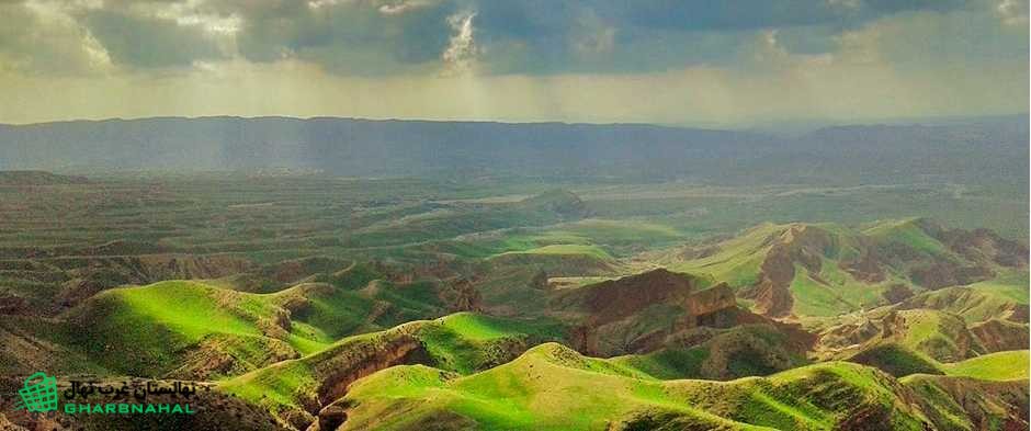 خرید نهال در ایلام