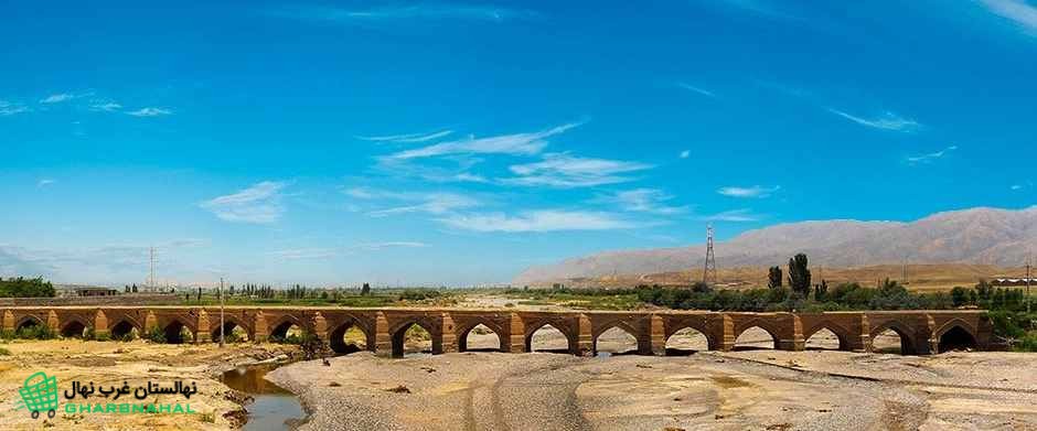 خرید نهال در میانه