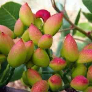 خرید نهال پسته کرمان