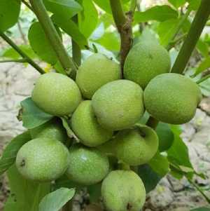 خرید نهال گردو خوشه ای