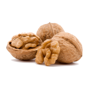 خرید نهال گردو شبین