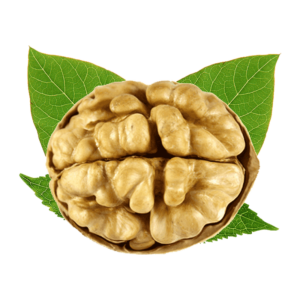 خرید نهال گردو یوگوسلاو