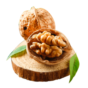 خرید نهال گردو آذرشهر