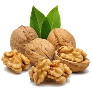 خرید نهال گردو زنجان