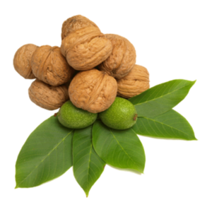 خرید نهال گردو هاوارد