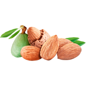 خرید نهال بادام علی بالا