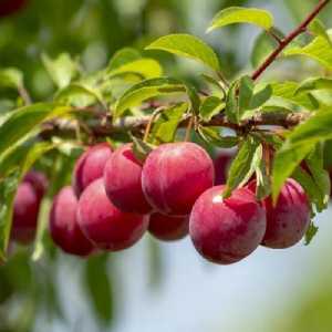 خرید نهال آلو رین کلود