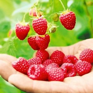خرید نهال تمشک قرمز