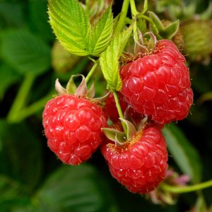 خرید نهال تمشک درختچه‌ای