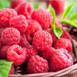 خرید نهال تمشک درختچه‌ای