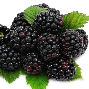 خرید نهال تمشک بلک‌کراس