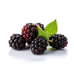 خرید نهال توت سیاه