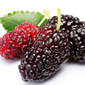 خرید نهال توت قرمز