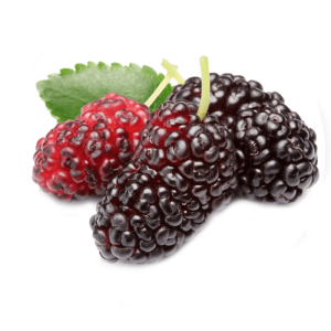 خرید نهال توت سیاه پوش