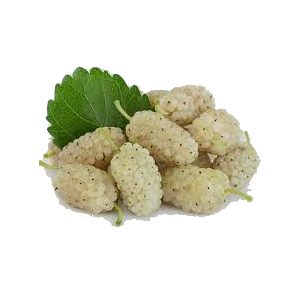 خرید نهال توت ژاپنی