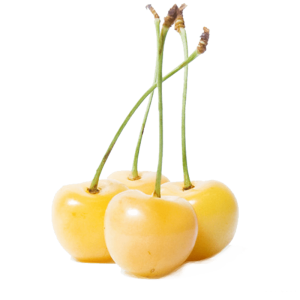 خرید نهال گیلاس زرد