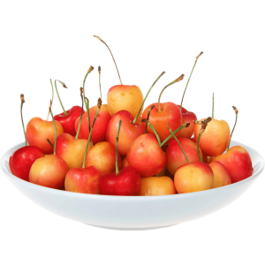 خرید نهال گیلاس تارت