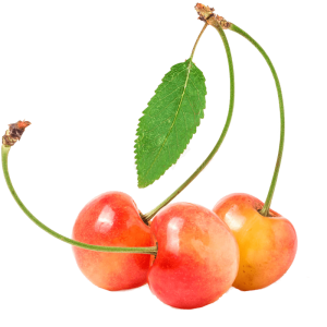خرید نهال گیلاس تارت