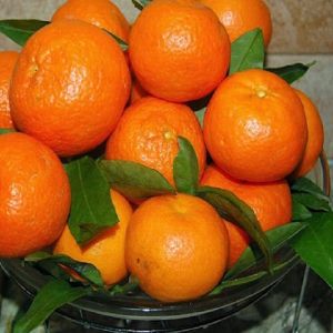 خرید نهال نارنگی یافا
