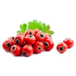 خرید نهال زالزالک قرمز