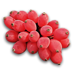 خرید نهال زرشک درختچه‌ای