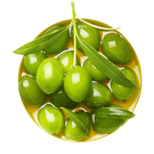 خرید نهال زیتون لوش