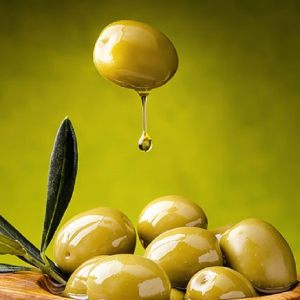 خرید نهال زیتون سبز