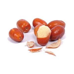 خرید نهال سنجد کوهی