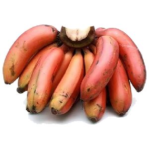 خرید نهال موز قرمز