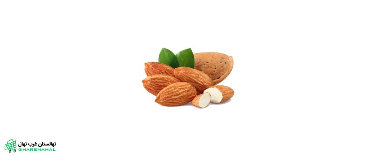 مشخصات گیاه شناسی بادام