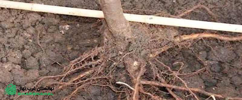 قطر چاله برای کاشت نهال