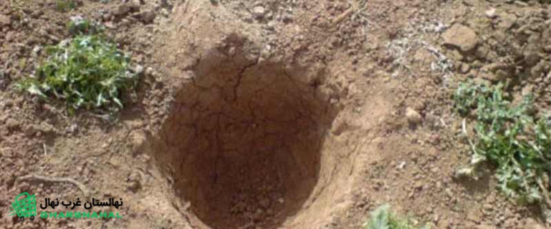 بهترین عمق چاله برای کاشت نهال چقدر است؟
