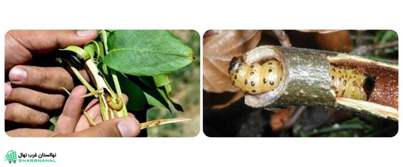 نکات پیشگیرانه برای جلوگیری از آفات و بیماری&zwnj;های نهال گردو