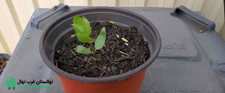 آموزش کاشت نهال پسته ی گلدانی در خانه