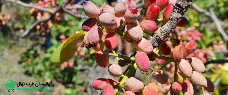 مراقبت&zwnj;های بعد از کاشت نهال پسته در گلدان
