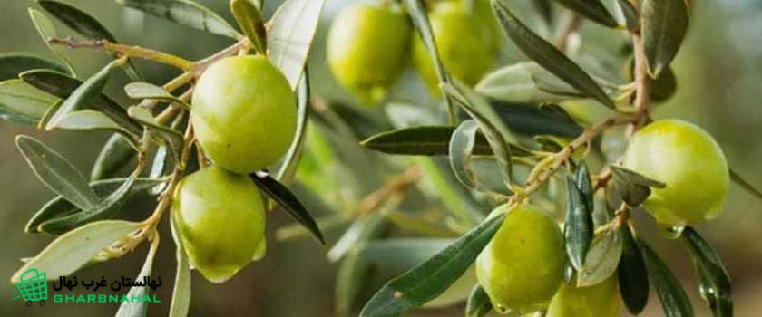 راهنمای خرید، کاشت و پرورش نهال زیتون