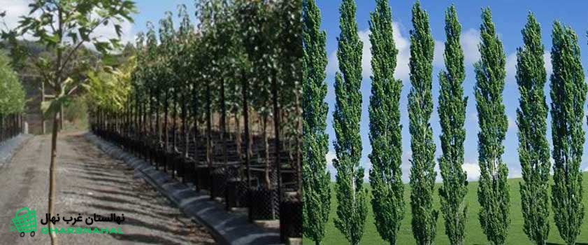 مزایای کاشت نهال صنوبر